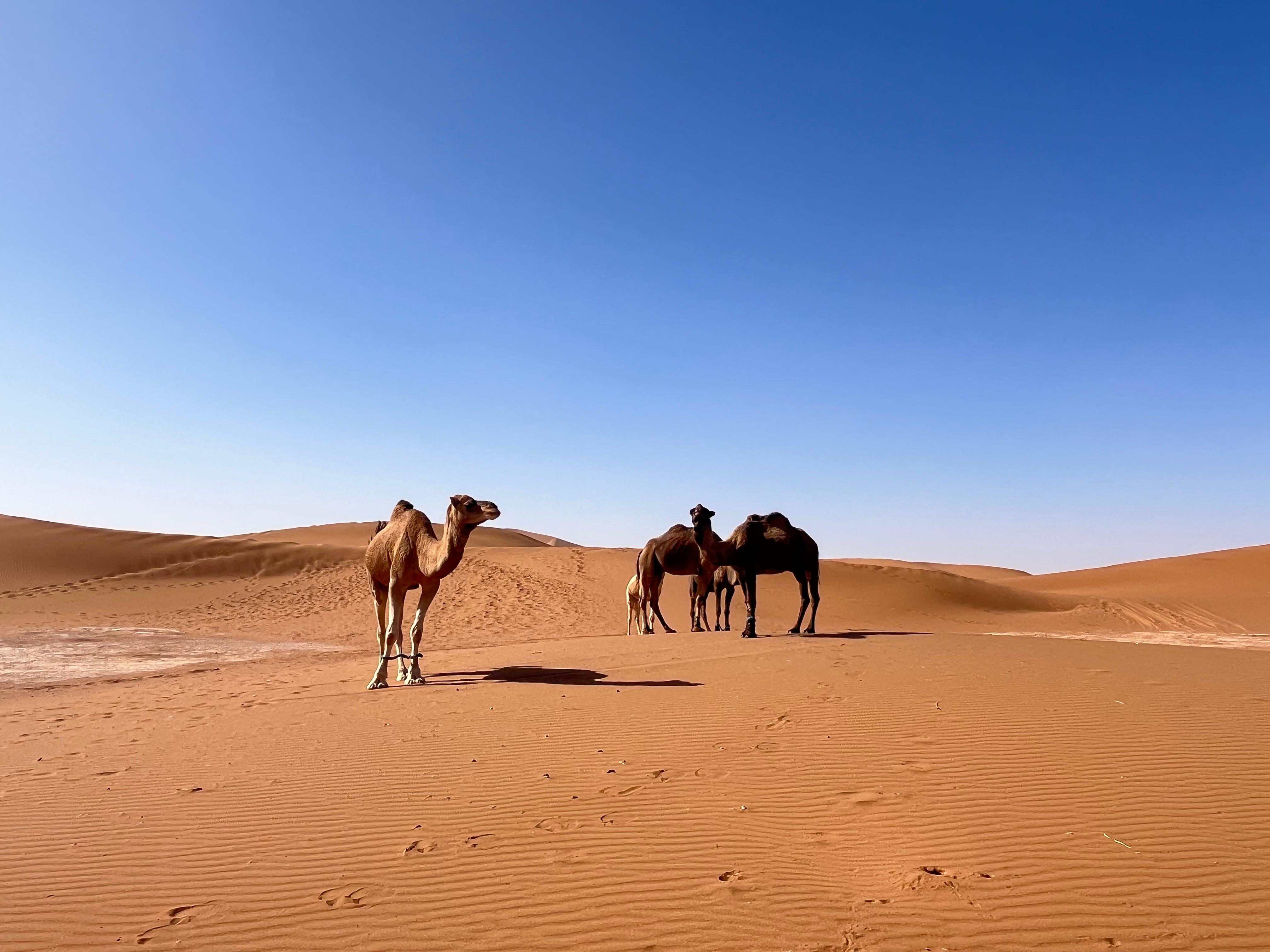 Dromedare in der Sandwüste von Merzouga